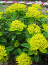 Load image into Gallery viewer, Euphorbia polychroma
