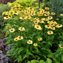 Load image into Gallery viewer, Echinacea PRAIRIE PILLARS™ &#39;Aloha&#39;

