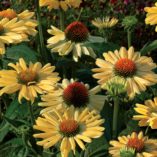 Echinacea PRAIRIE PILLARS™ 'Aloha'