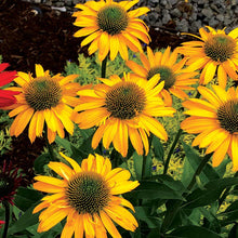Load image into Gallery viewer, Echinacea 'KISMET® Yellow'
