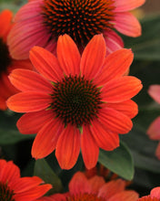 Load image into Gallery viewer, Echinacea &#39;Sombrero Hot Coral&#39;
