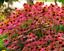 Load image into Gallery viewer, Echinacea &#39;Pow Wow Wild Berry&#39;
