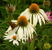 Load image into Gallery viewer, Echinacea 'White Swan'

