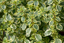 Load image into Gallery viewer, Thyme &#39;Lemon&#39;
