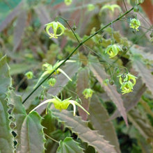 Load image into Gallery viewer, Epimedium 'Spine Tingler'
