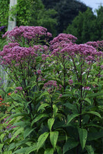 Load image into Gallery viewer, Eupatorium 'Baby Joe'

