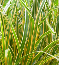 Load image into Gallery viewer, Carex EverColor® &#39;Everglow&#39;
