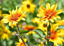 Load image into Gallery viewer, Heliopsis &#39;Burning Hearts&#39;
