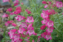 Load image into Gallery viewer, Penstemon &#39;Red Rocks&#39;
