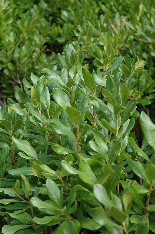 Myrica pensylvanica (Northern Bayberry)