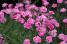 Load image into Gallery viewer, Dianthus 'Tiny Rubies'
