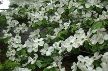 Load image into Gallery viewer, Flowering Dogwood 'Cherokee Princess'
