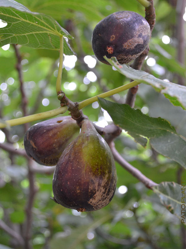Fig Tree - 'Violette de Bordeaux'