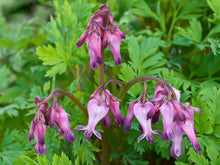Load image into Gallery viewer, Dicentra eximia
