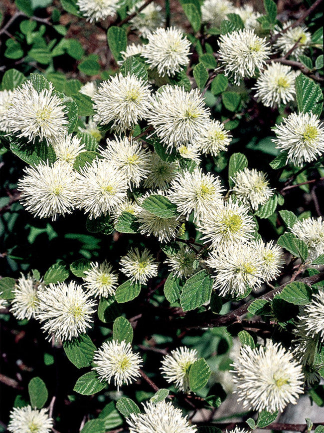 Dwarf Fothergilla