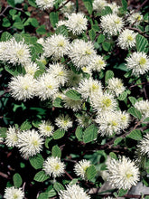 Load image into Gallery viewer, Dwarf Fothergilla
