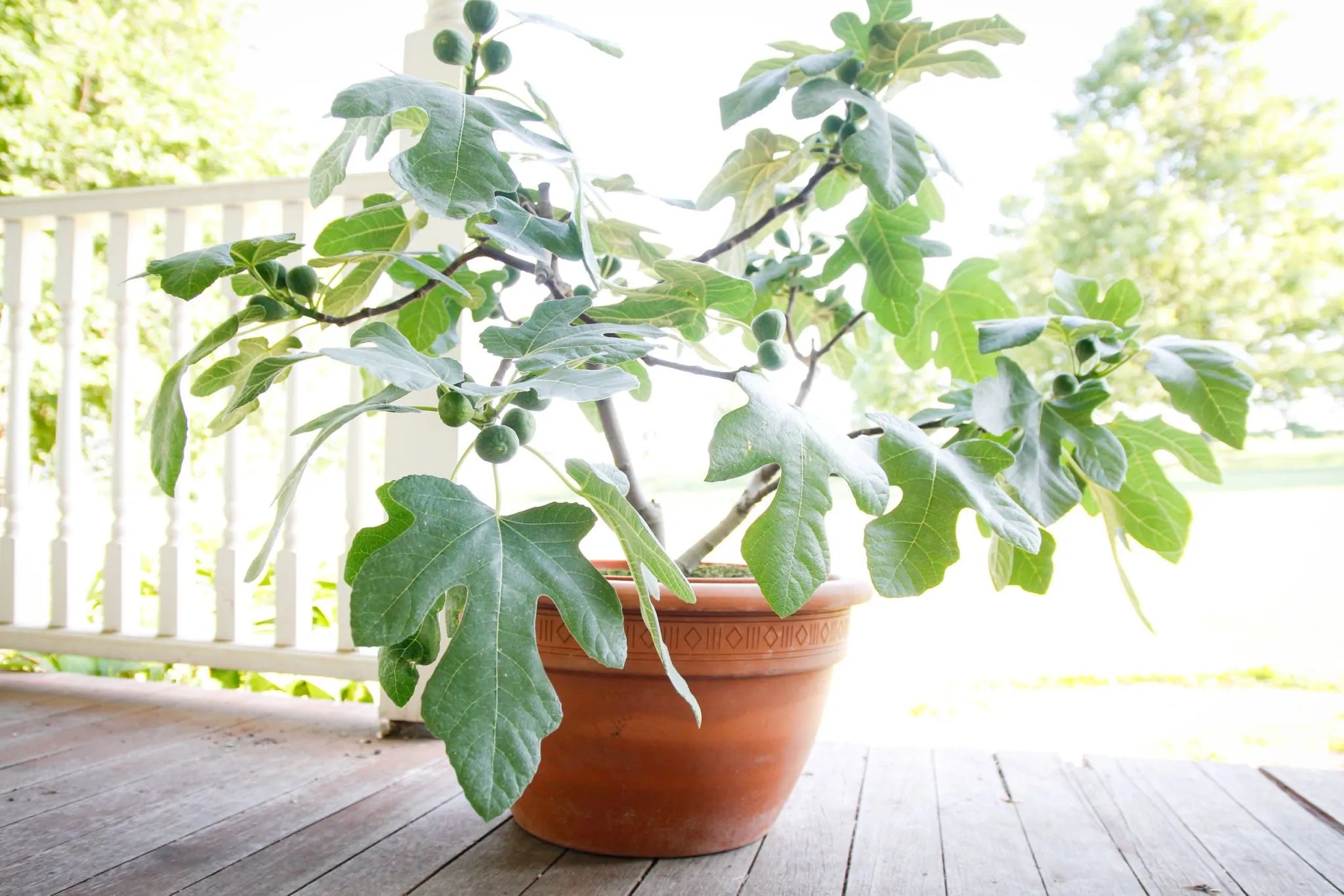 Dwarf Fig 'Fignomenal'