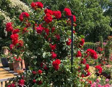 Load image into Gallery viewer, Climbing Rose - Florentina Arborose
