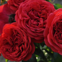 Load image into Gallery viewer, Climbing Rose - Florentina Arborose
