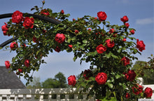 Load image into Gallery viewer, Climbing Rose - Florentina Arborose
