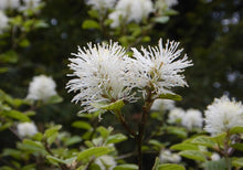 Load image into Gallery viewer, Dwarf Fothergilla
