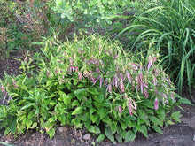 Load image into Gallery viewer, Campanula 'Pink Octopus'
