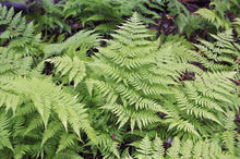 Load image into Gallery viewer, Fern &#39;Male&#39;
