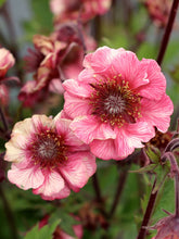 Load image into Gallery viewer, Geum &#39;TEMPO™ Rose&#39;
