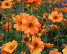 Load image into Gallery viewer, Geum &#39;Totally Tangerine&#39;
