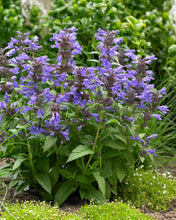 Load image into Gallery viewer, Nepeta &#39;Neptune&#39;
