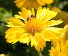 Load image into Gallery viewer, Gaillardia &#39;Mesa™ Yellow&#39;
