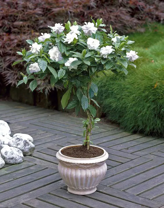 Gardenia Topiary Tree