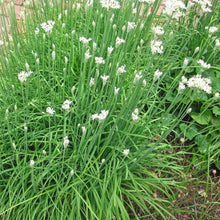 Load image into Gallery viewer, Garlic Chives
