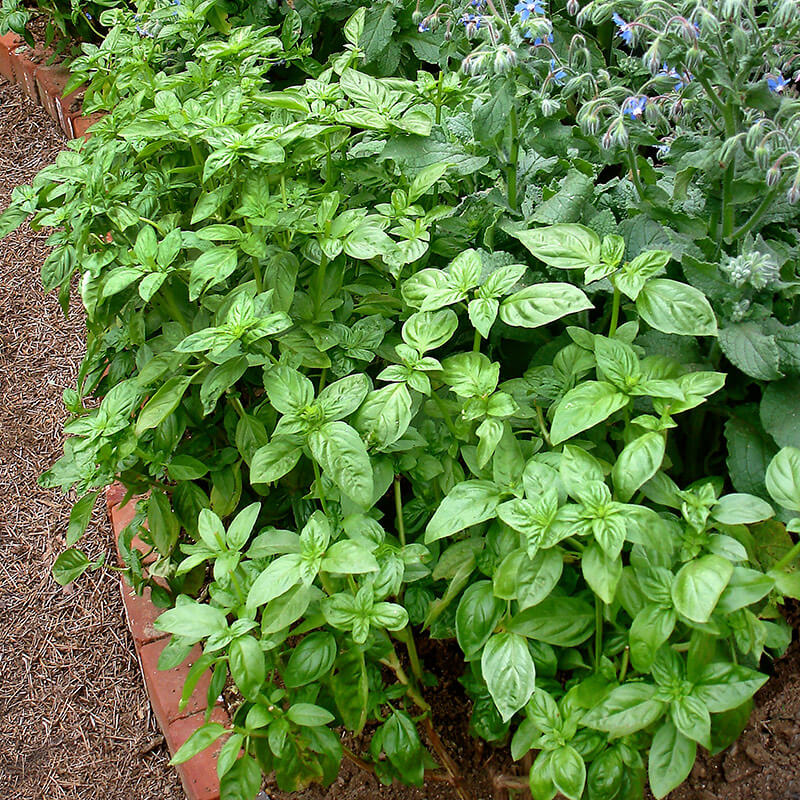 Basil 'Genovese Compact'