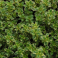 Load image into Gallery viewer, Thyme &#39;Lemon&#39;
