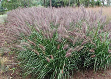 Load image into Gallery viewer, Pennisetum &#39;Red Head&#39;
