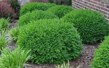 Load image into Gallery viewer, Boxwood &#39;Green Velvet&#39;
