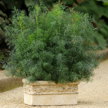 Load image into Gallery viewer, Dill &#39;Fernleaf&#39;
