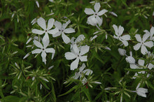 Load image into Gallery viewer, Phlox &#39;May Breeze&#39;
