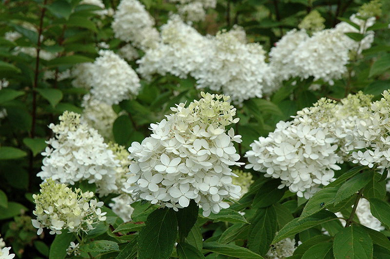 Hydrangea 'Fire and Ice'