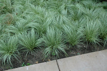 Load image into Gallery viewer, Carex &#39;Amazon Mist&#39;
