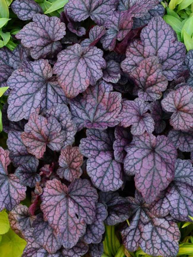 Heuchera 'Grape Expectations'