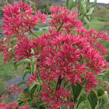 Load image into Gallery viewer, Heptacodium 'Temple of Bloom'
