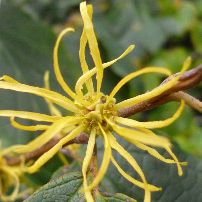 American Witch Hazel