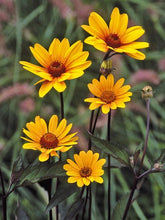 Load image into Gallery viewer, Heliopsis &#39;Summer Nights&#39;
