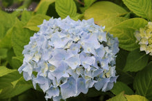 Load image into Gallery viewer, Hydrangea &#39;Let&#39;s Dance Sky View&#39;

