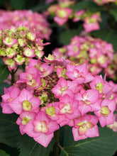 Load image into Gallery viewer, Hydrangea &#39;Let&#39;s Dance Can-Do!&#39;
