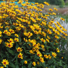 Load image into Gallery viewer, Heliopsis &#39;Summer Nights&#39;
