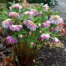 Load image into Gallery viewer, Helleborus &#39;Peppermint Ice&#39;
