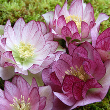 Load image into Gallery viewer, Helleborus &#39;Peppermint Ice&#39;
